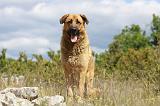 KANGAL 053